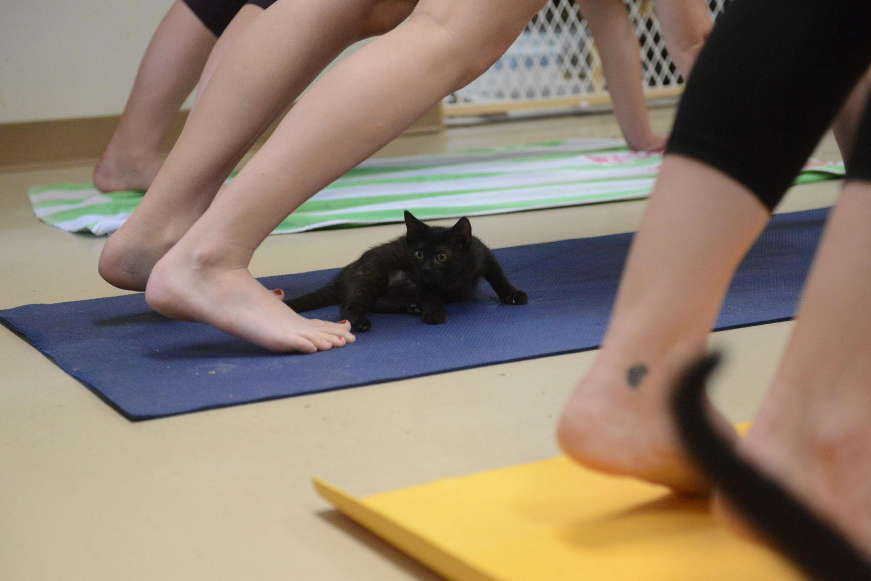 Cat Yoga at Aggieland Humane Society